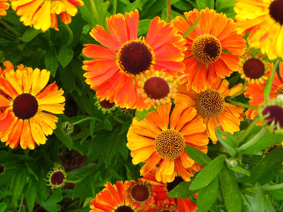 Great Design Plants by Le Jardinet - Photo 35