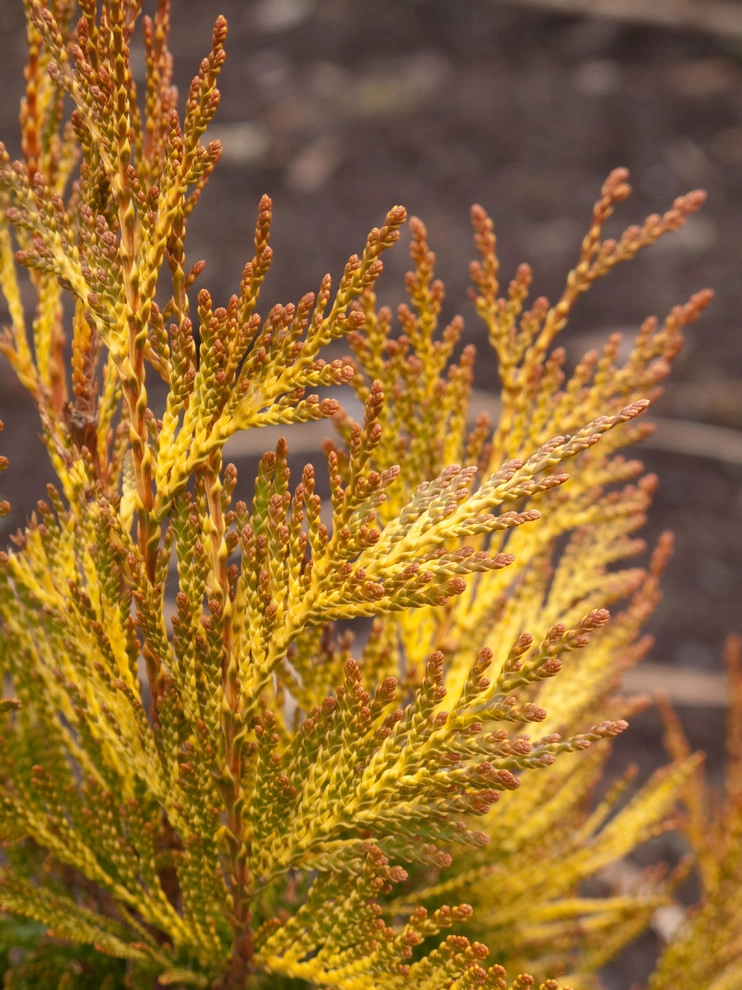 Great Design Plants by Le Jardinet - Photo 89