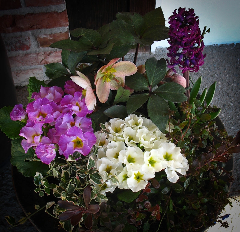 Great Design Plants by Le Jardinet - Photo 80