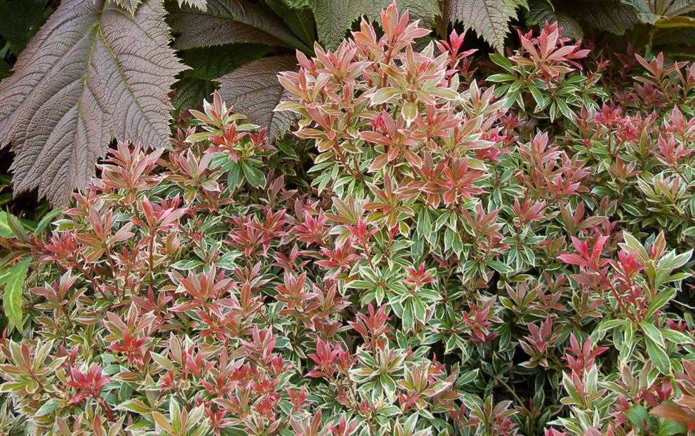 Great Design Plants by Le Jardinet - Photo 28