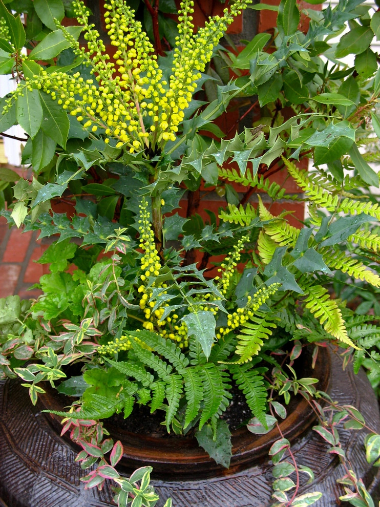 Great Design Plants by Le Jardinet - Photo 92