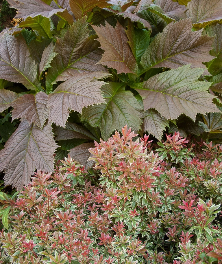 Great Design Plants by Le Jardinet - Photo 106