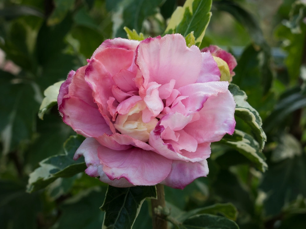 Great Design Plants by Le Jardinet - Photo 11