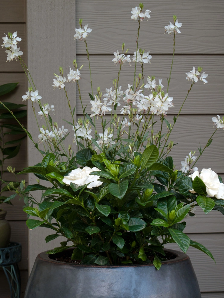 Holiday Container Gardens by Le Jardinet - Photo 5