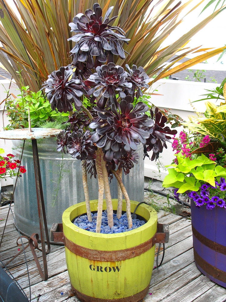 succulent plants and pots by Le Jardinet - Photo 8