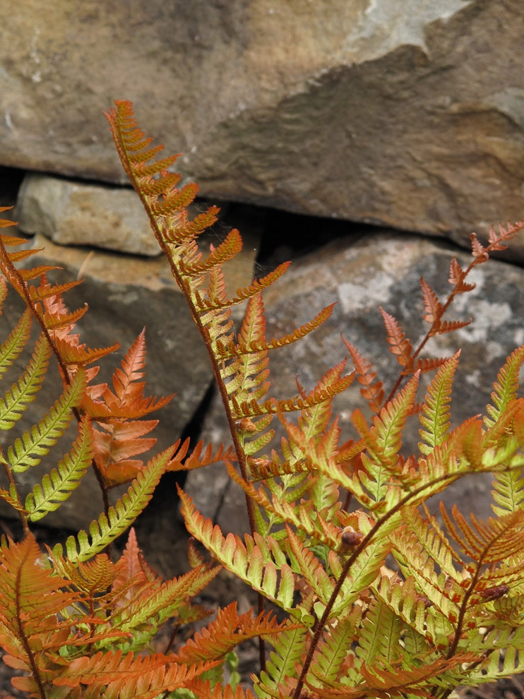 Great Design Plants by Le Jardinet - Photo 25
