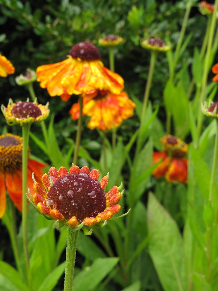 Great Design Plants by Le Jardinet - Photo 52