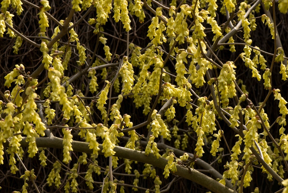 Great Design Plants by Le Jardinet - Photo 101