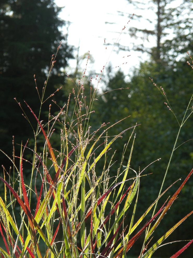 Great Design Plants by Le Jardinet - Photo 53
