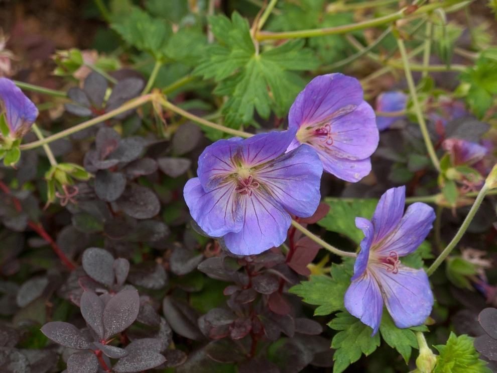Great Design Plants by Le Jardinet - Photo 78