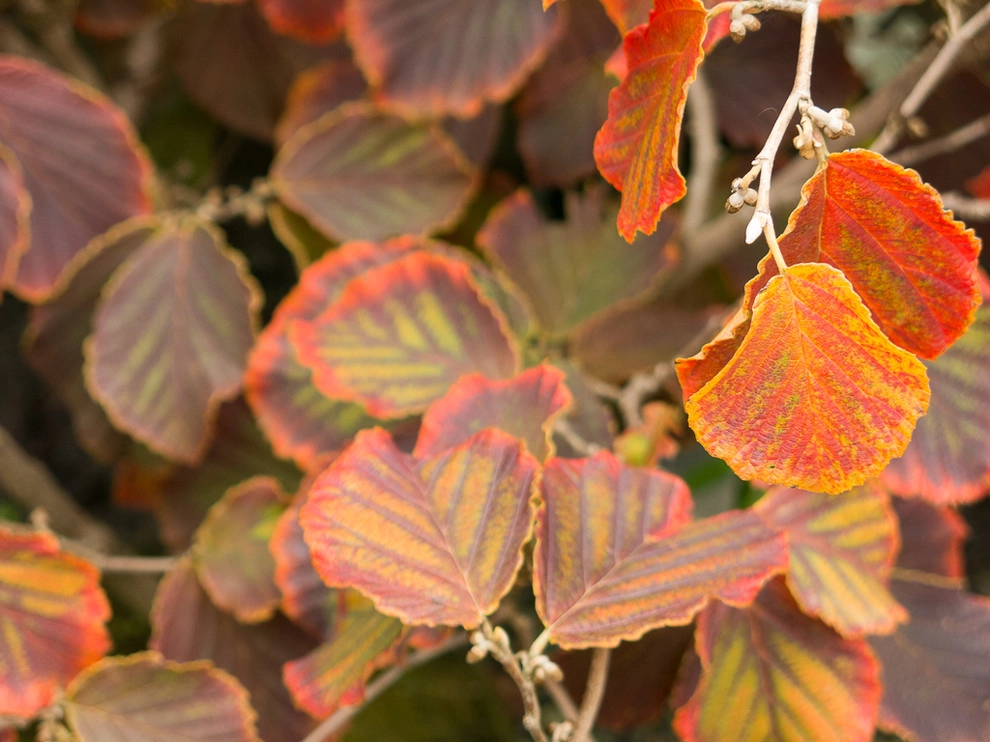 Great Design Plants by Le Jardinet - Photo 62