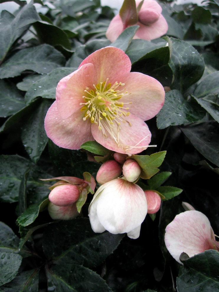 Great Design Plants by Le Jardinet - Photo 107