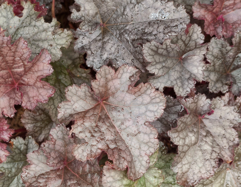 Purple and silver border by Le Jardinet - Photo 10