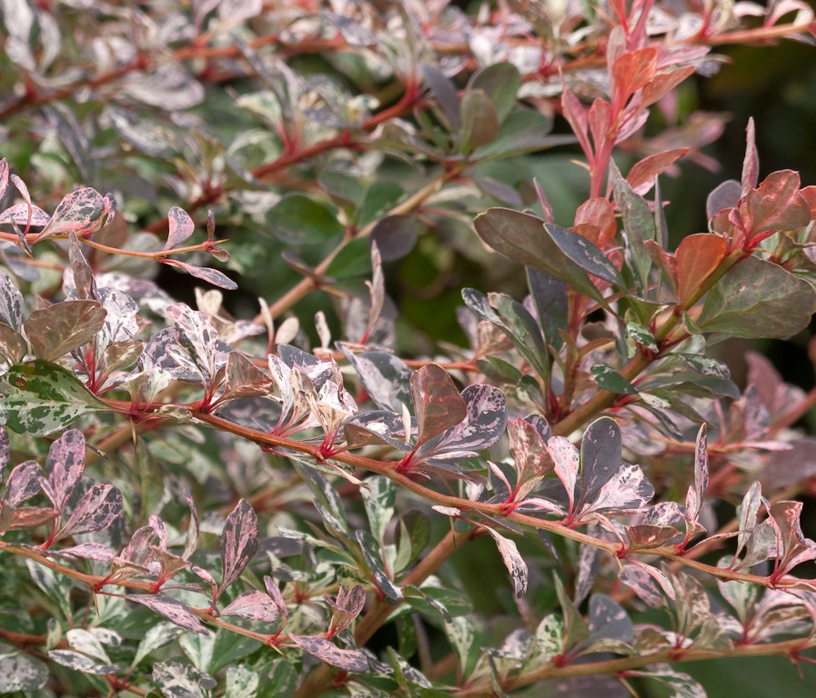 Purple and silver border by Le Jardinet - Photo 2