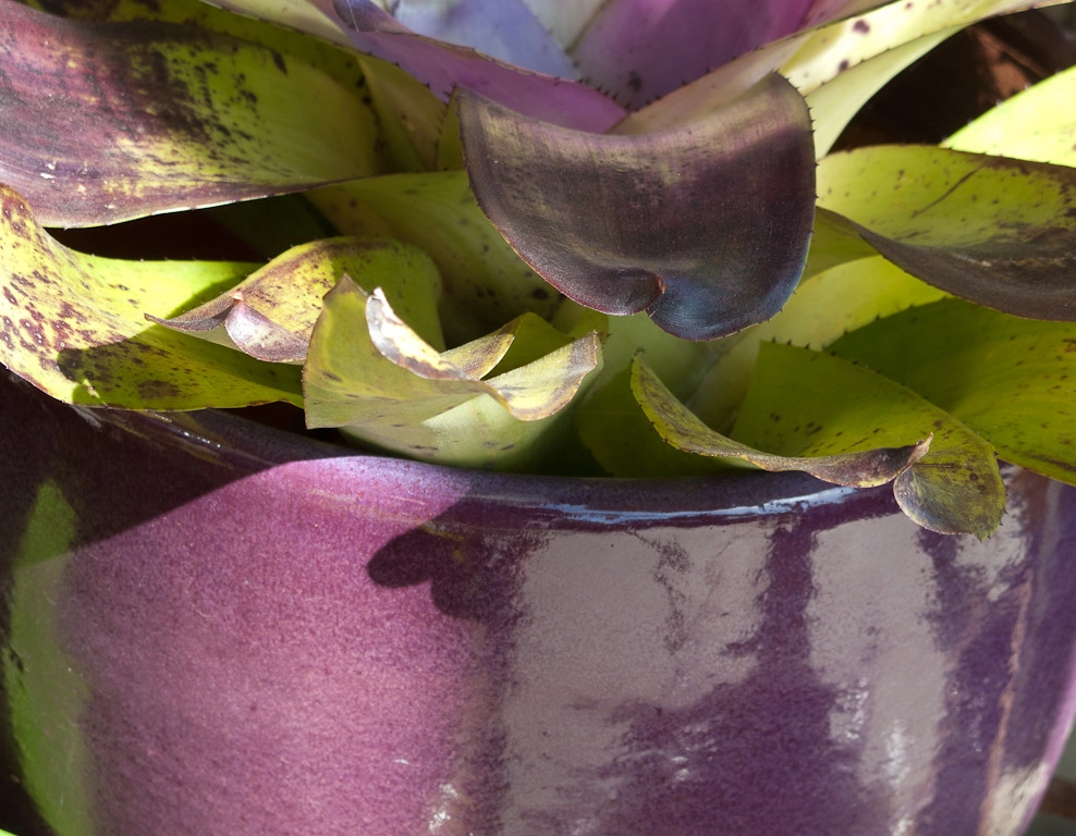 succulent plants and pots by Le Jardinet - Photo 4
