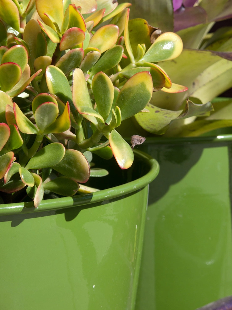 succulent plants and pots by Le Jardinet - Photo 3