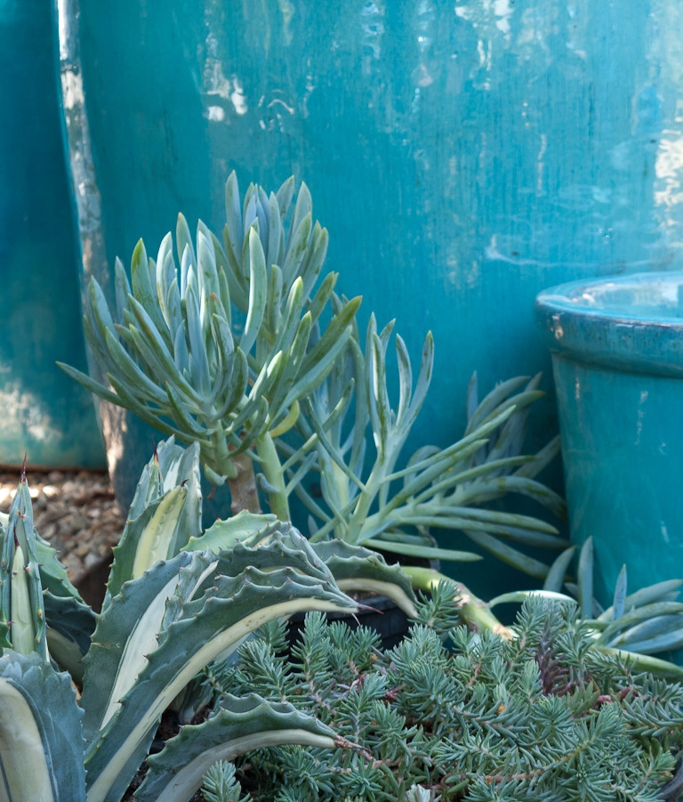 succulent plants and pots by Le Jardinet - Photo 9
