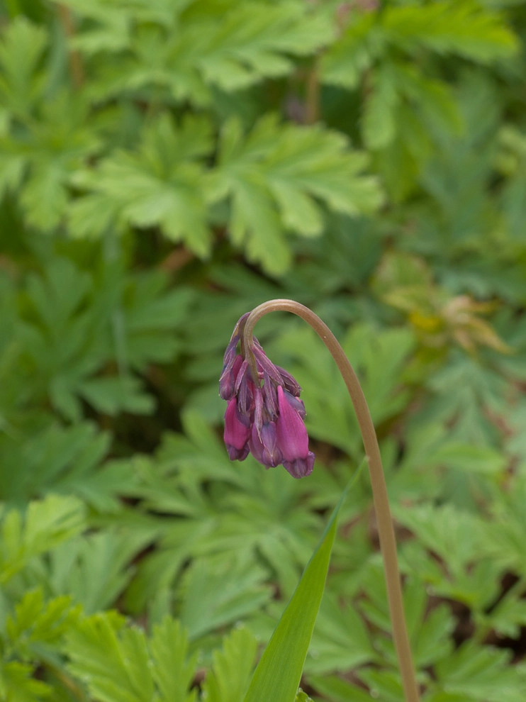 Great Design Plants by Le Jardinet - Photo 29