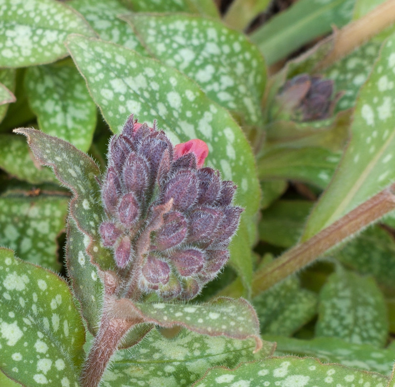 Great Design Plants by Le Jardinet - Photo 40