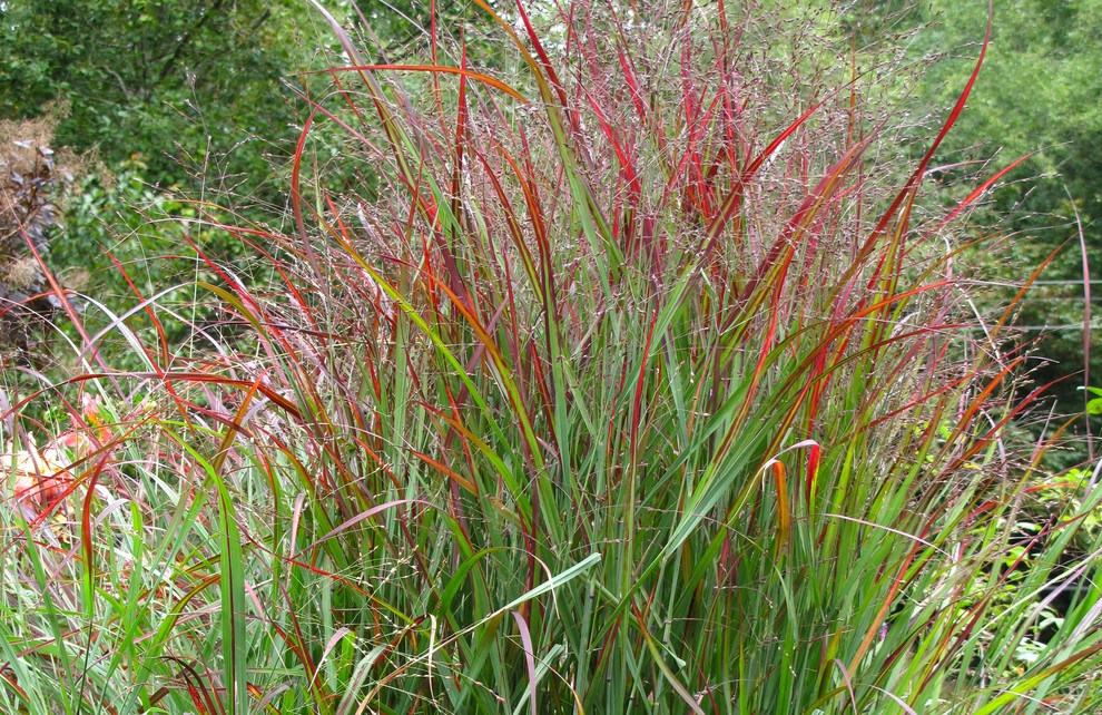 Great Design Plants by Le Jardinet - Photo 3