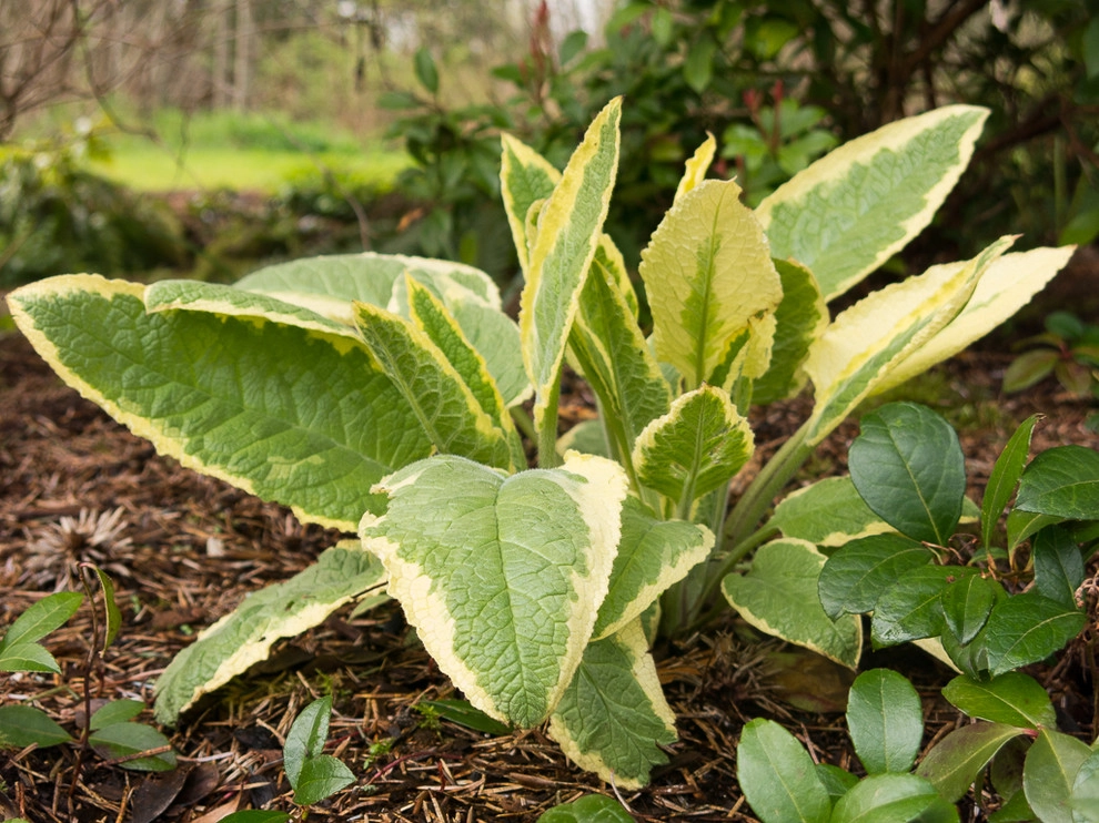 Great Design Plants by Le Jardinet - Photo 41