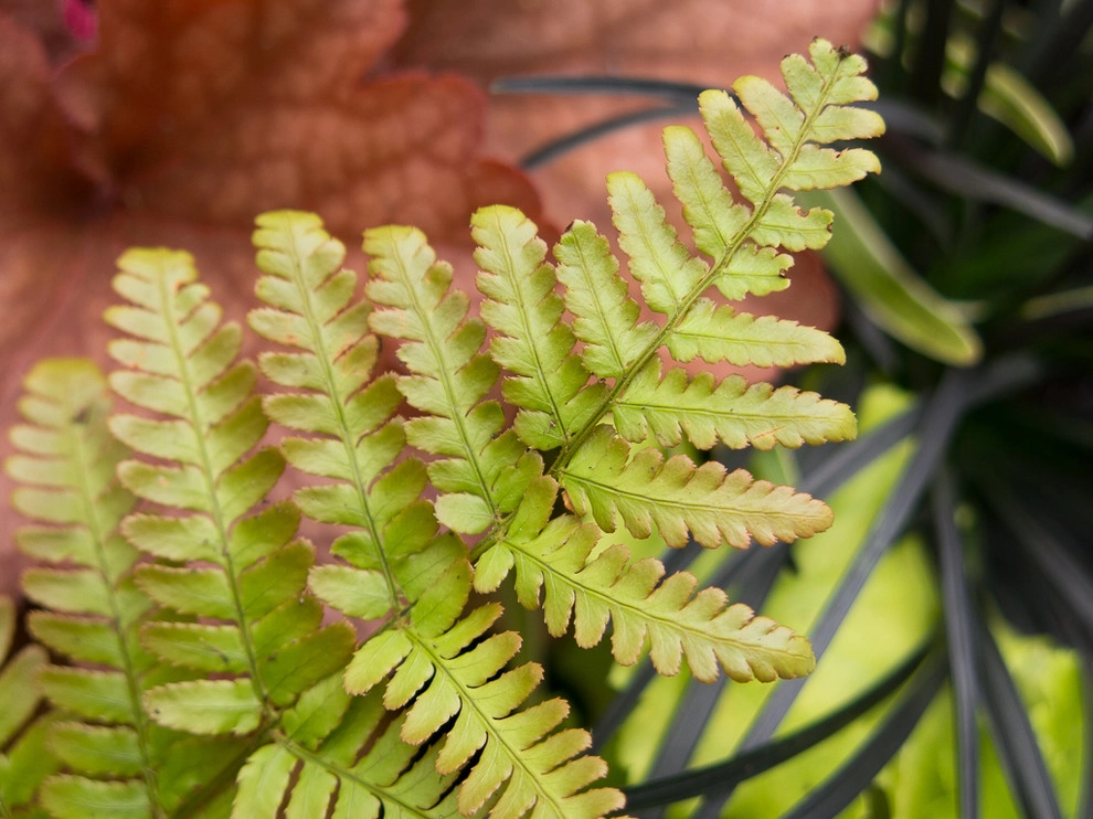 Great Design Plants by Le Jardinet - Photo 56