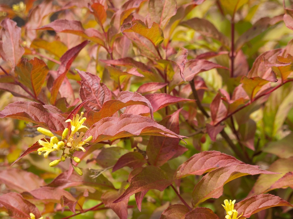 Great Design Plants by Le Jardinet - Photo 75