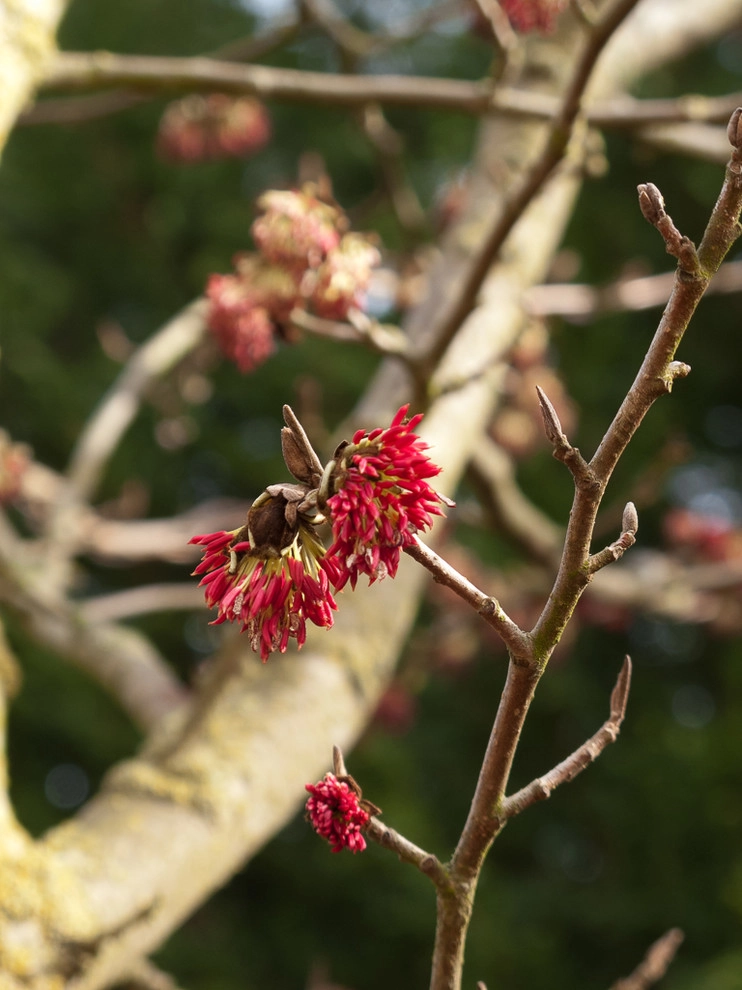 Great Design Plants by Le Jardinet - Photo 60