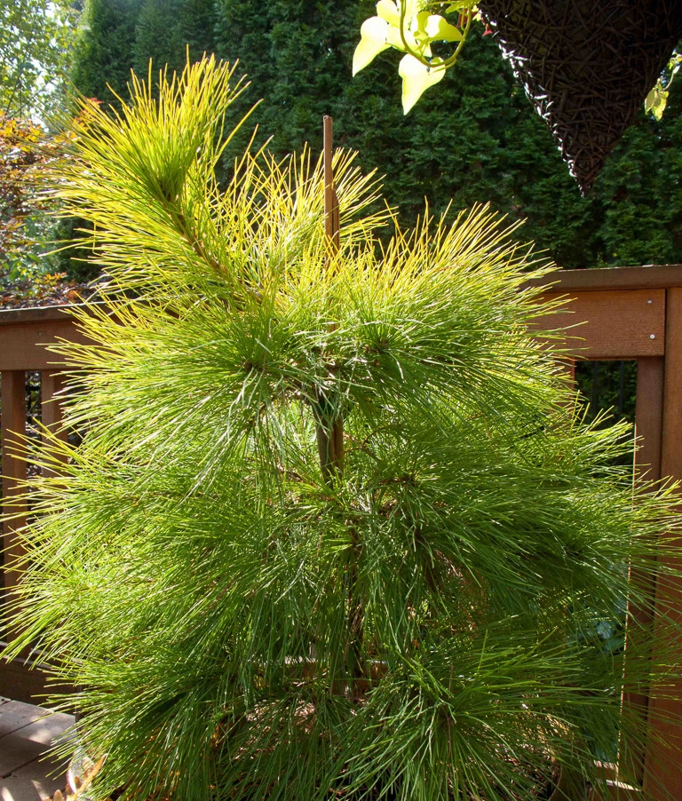 Great Design Plants by Le Jardinet - Photo 9