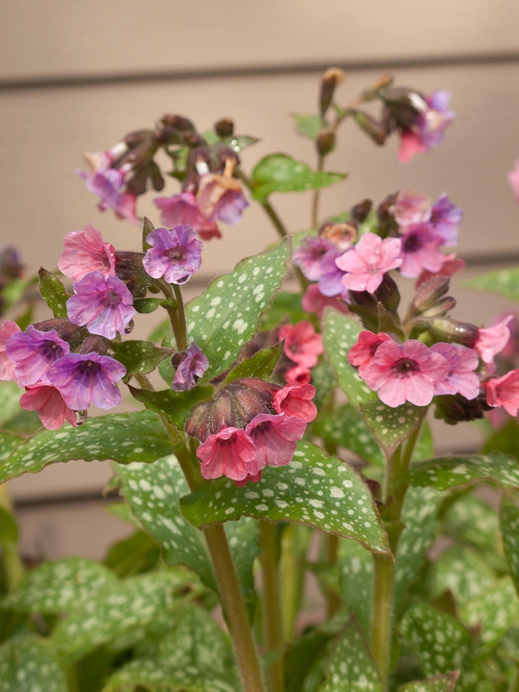 Great Design Plants by Le Jardinet - Photo 27