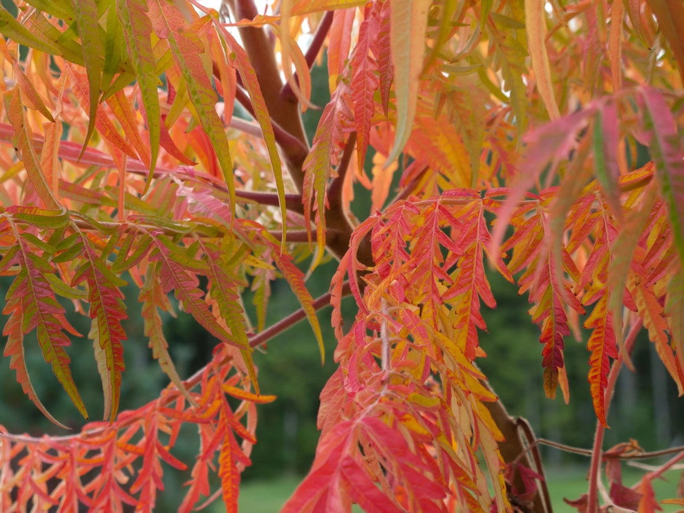 Le Jardinet - Photo 4