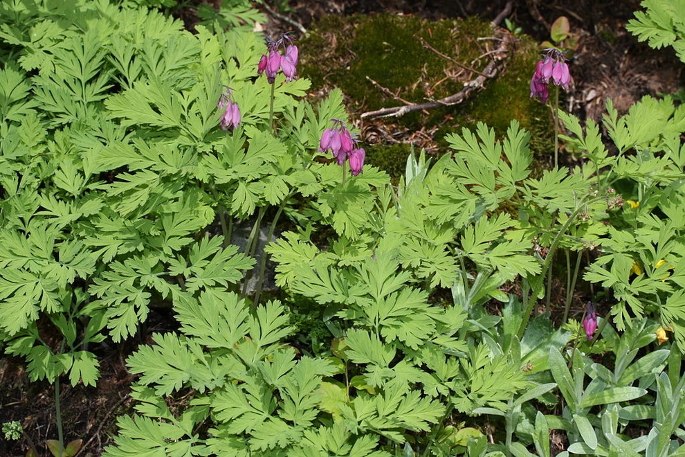 Great Design Plants by Le Jardinet - Photo 23