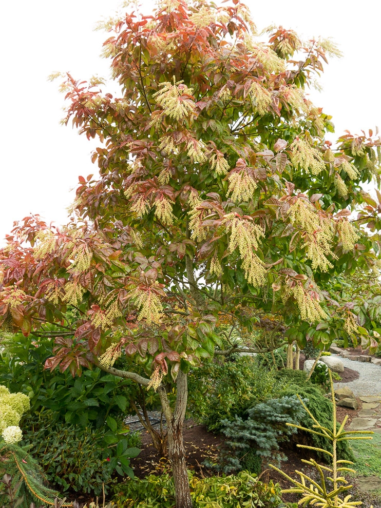 Great Design Plants by Le Jardinet - Photo 20