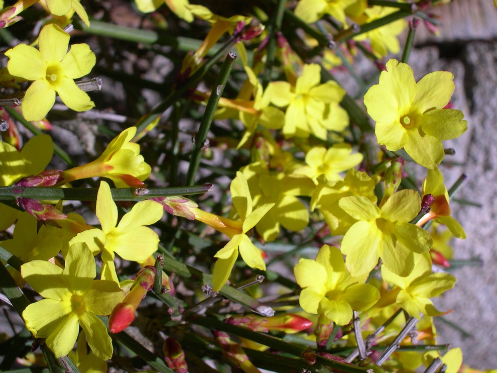 Great Design Plants by Le Jardinet - Photo 66