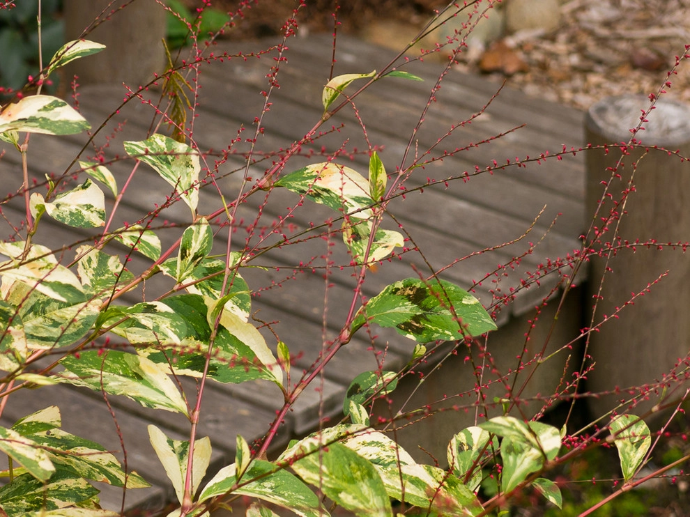 Great Design Plants by Le Jardinet - Photo 81