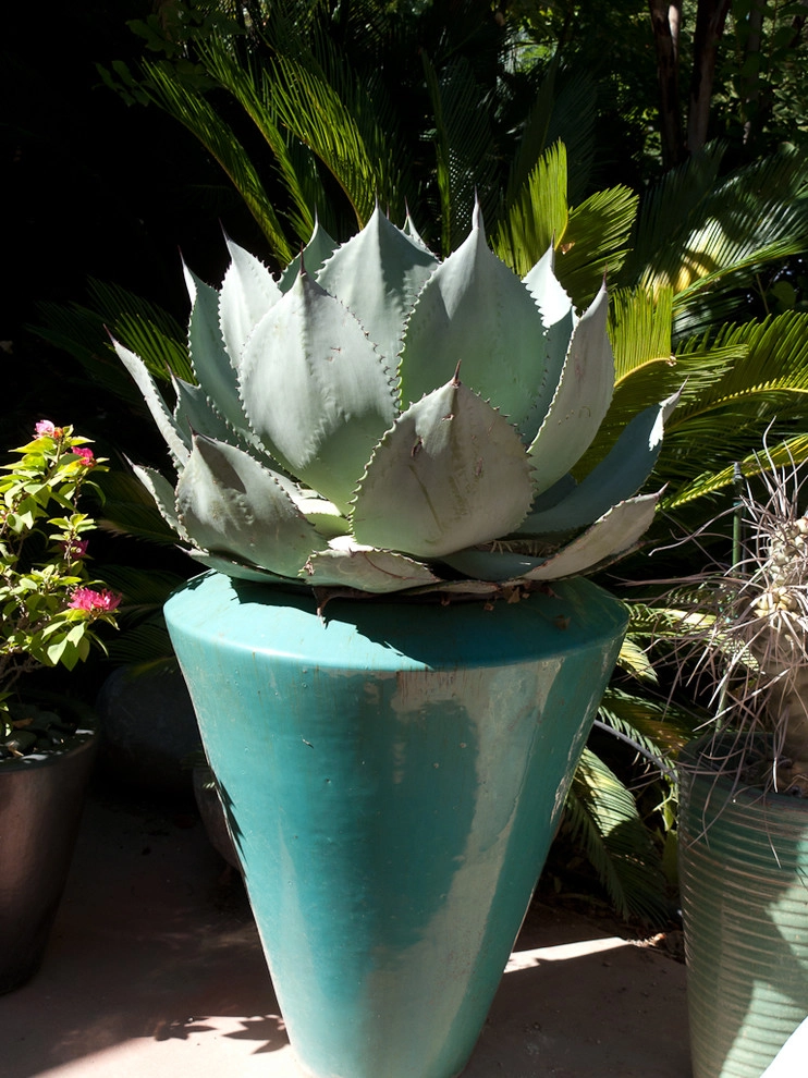 succulent plants and pots by Le Jardinet - Photo 6