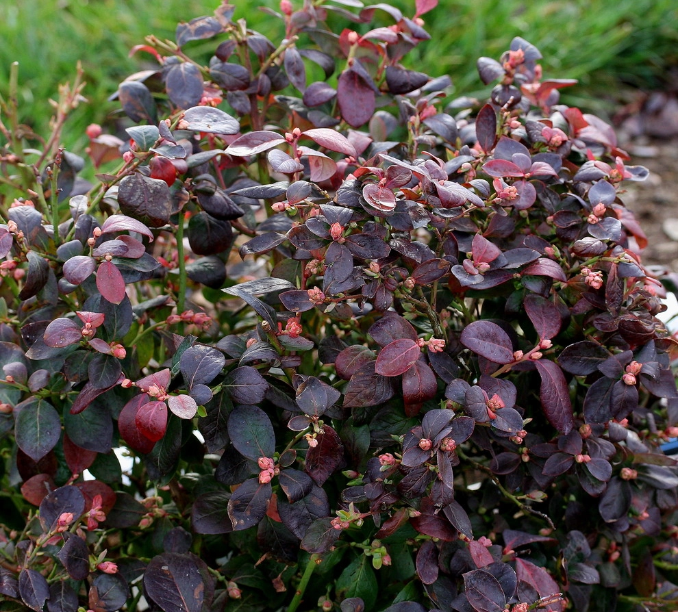 Brazelberries by Le Jardinet - Photo 9