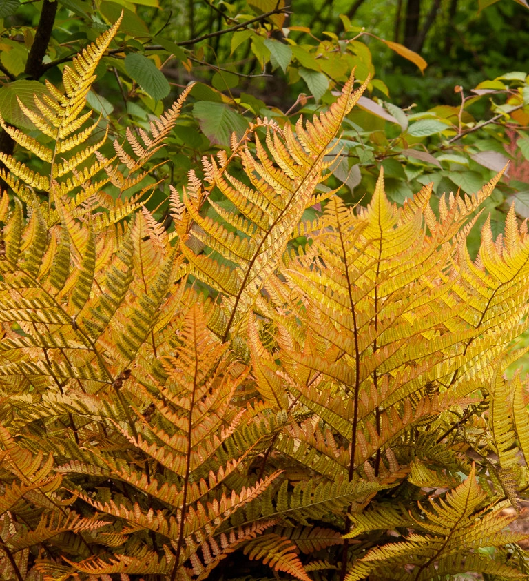 Great Design Plants by Le Jardinet - Photo 105