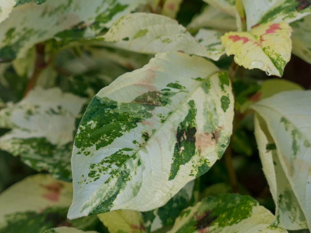 Great Design Plants by Le Jardinet - Photo 7
