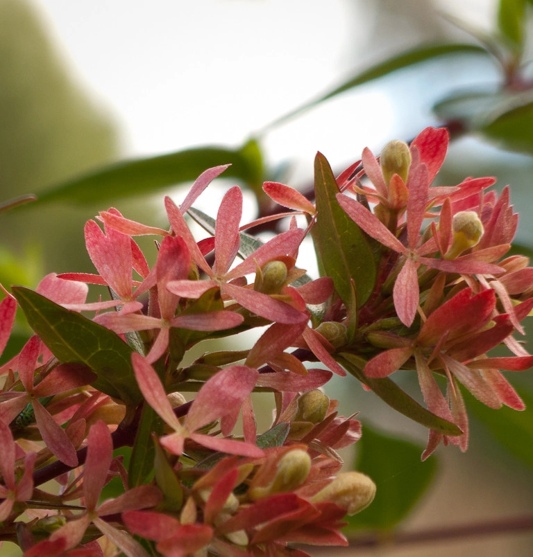 Great Design Plants by Le Jardinet - Photo 87