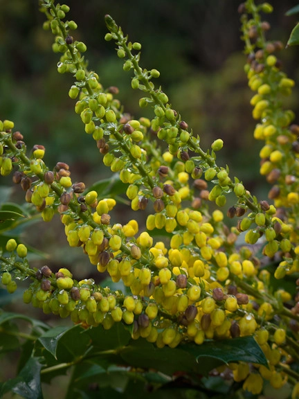 Great Design Plants by Le Jardinet - Photo 26