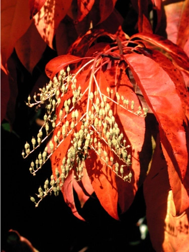 Great Design Plants by Le Jardinet - Photo 97