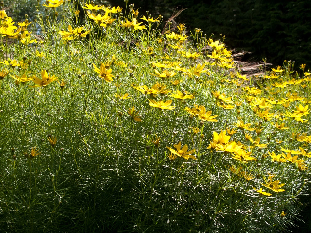 Great Design Plants by Le Jardinet - Photo 32