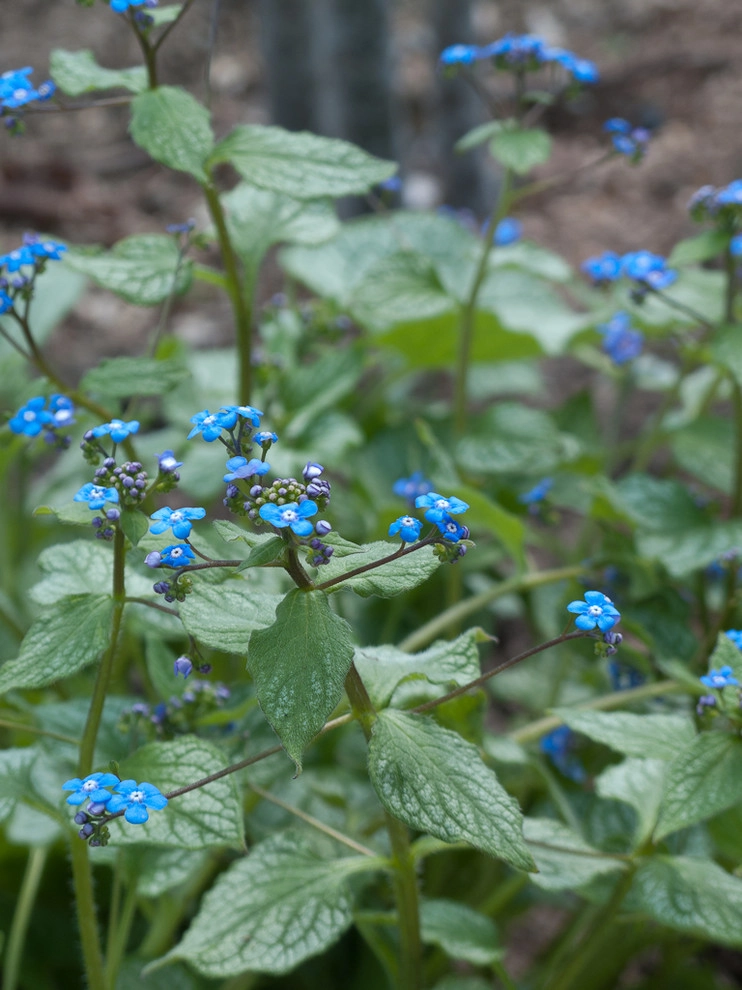 Great Design Plants by Le Jardinet - Photo 49