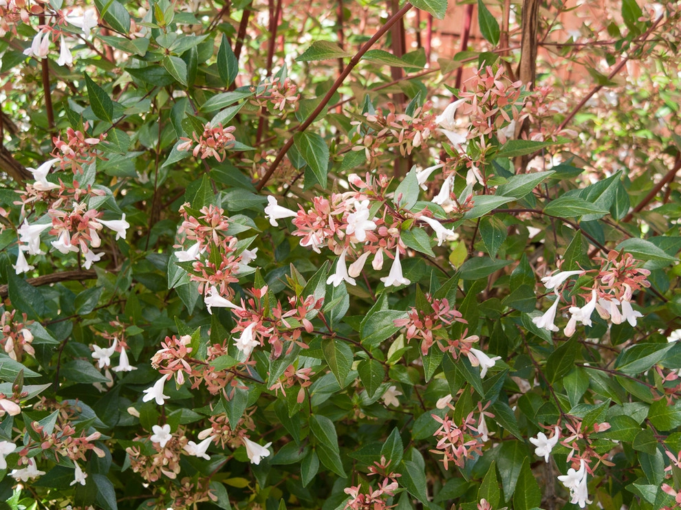 Great Design Plants by Le Jardinet - Photo 42