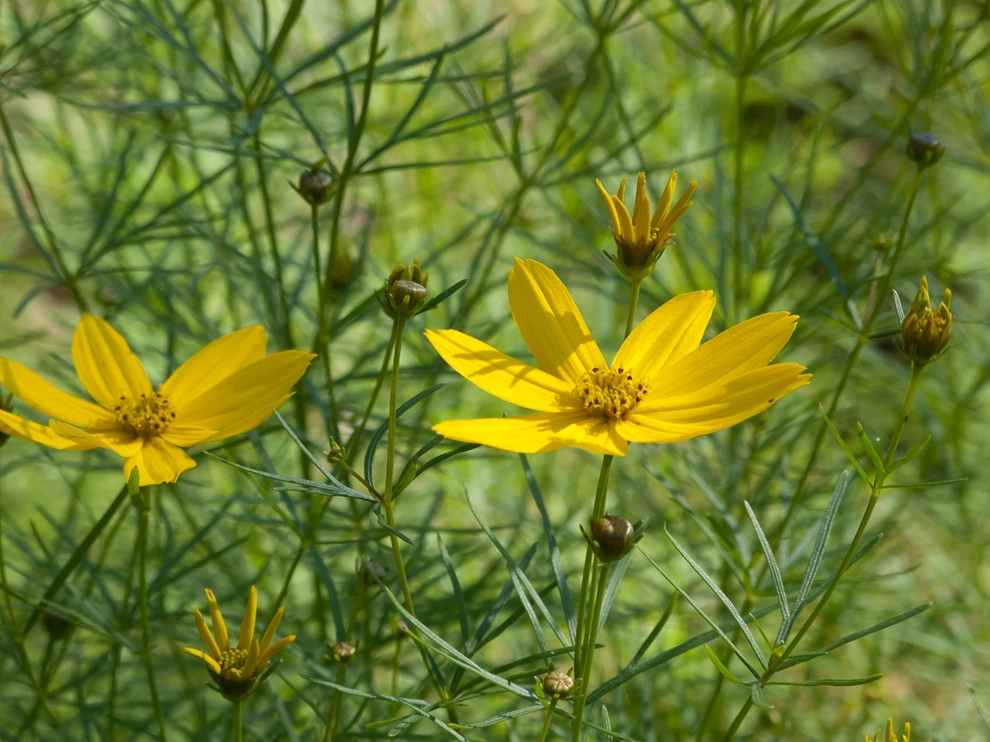 Great Design Plants by Le Jardinet - Photo 38
