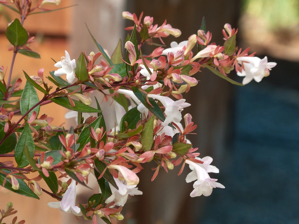 Great Design Plants by Le Jardinet - Photo 103