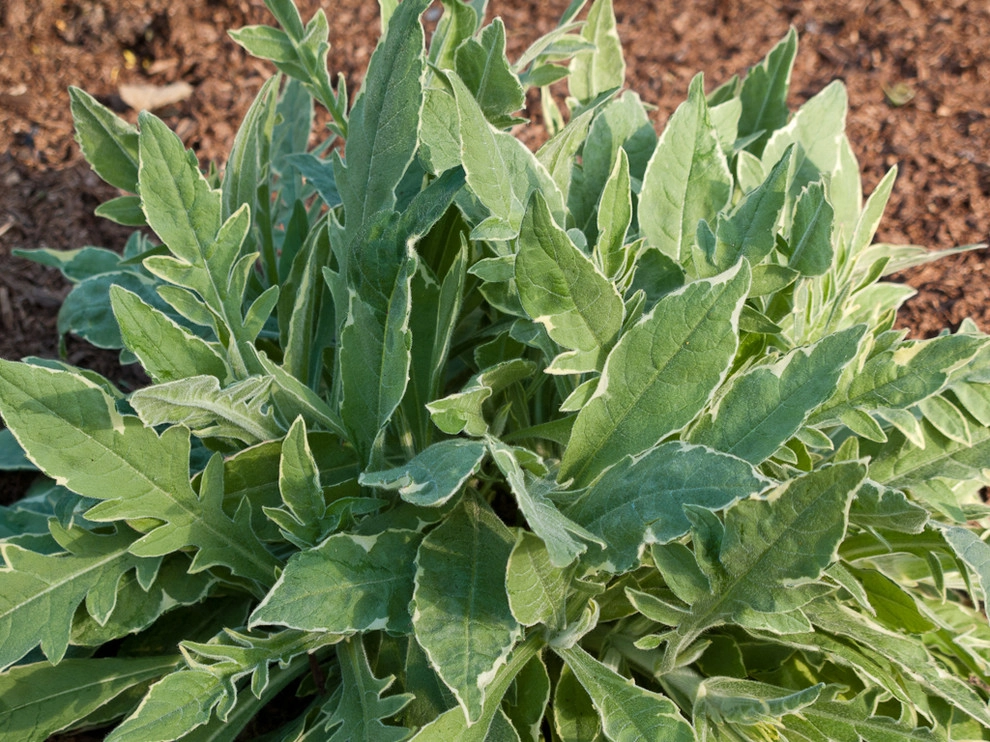 Great Design Plants by Le Jardinet - Photo 86