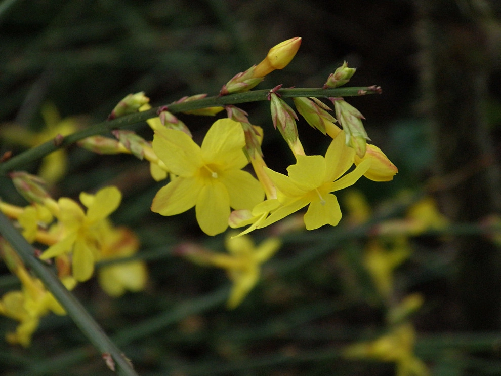 Great Design Plants by Le Jardinet - Photo 64