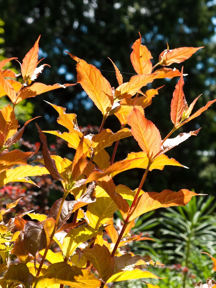 Le Jardinet - Photo 14